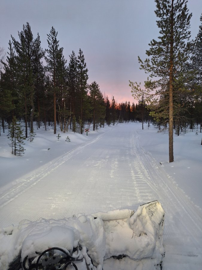 Kuvassa moottorikelkkaura ja mäntyjä